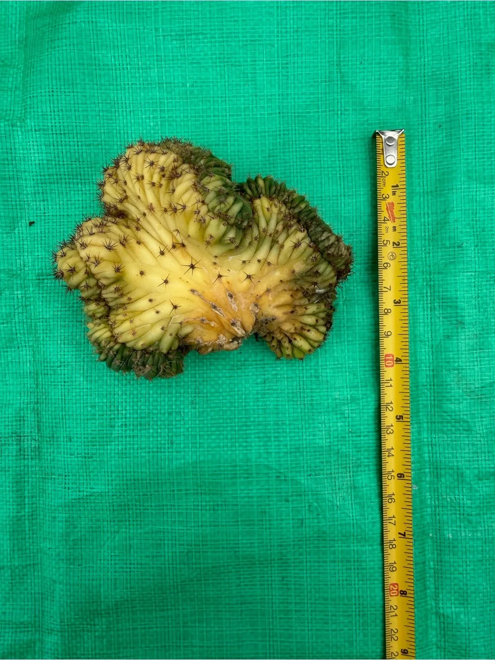 N/A crested san